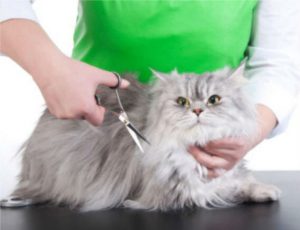 Mobil Katteklip - klip og trim af din kat